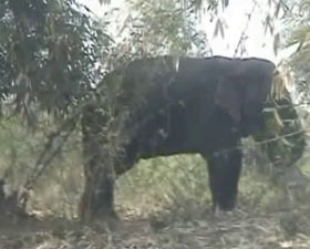 দাঁতালের তাণ্ডবে চাঞ্চল্য ছড়াল দুর্গাপুরে